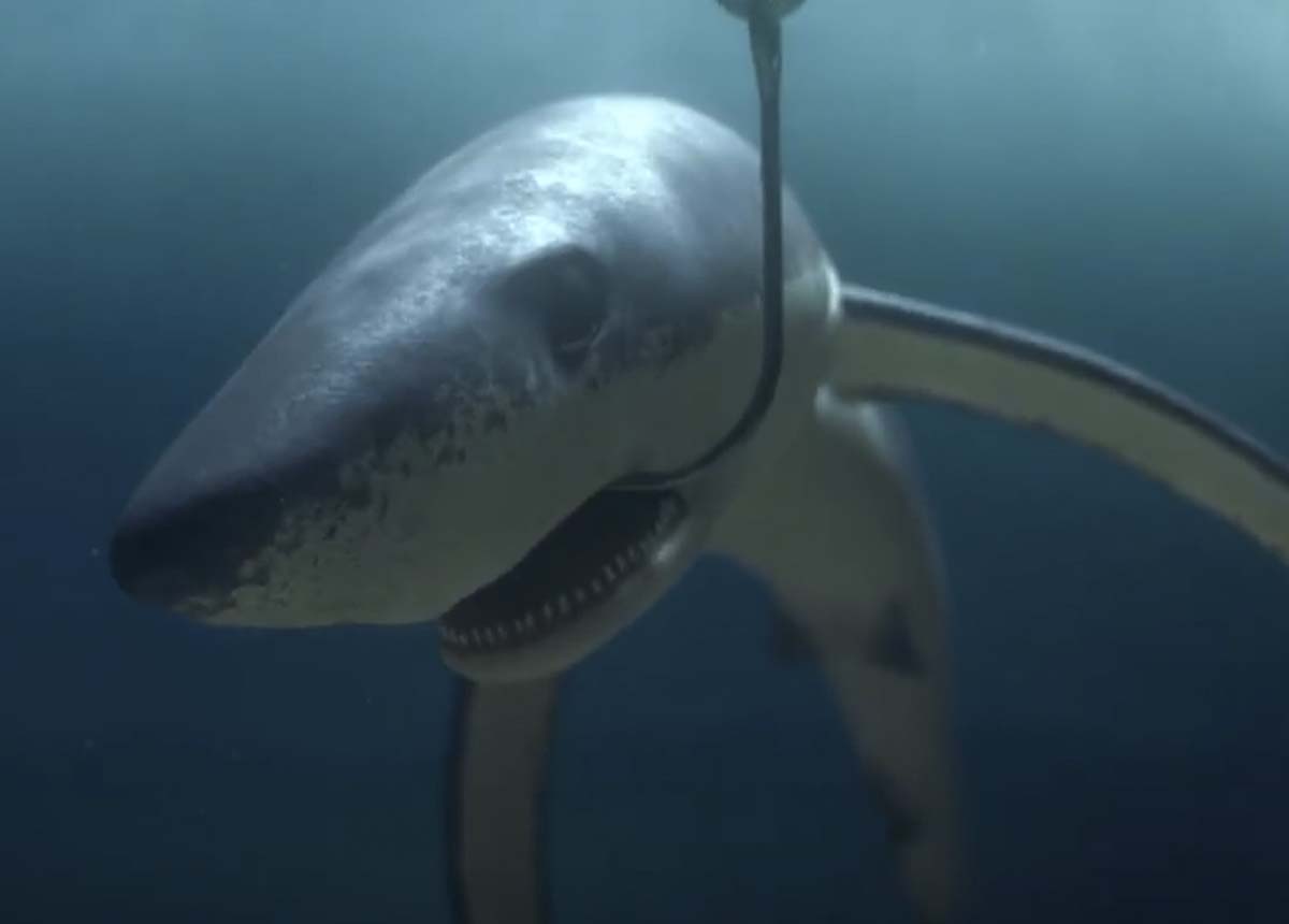 Greenpeace The Lonely Shark – ONG alerta para ameaças a tubarões